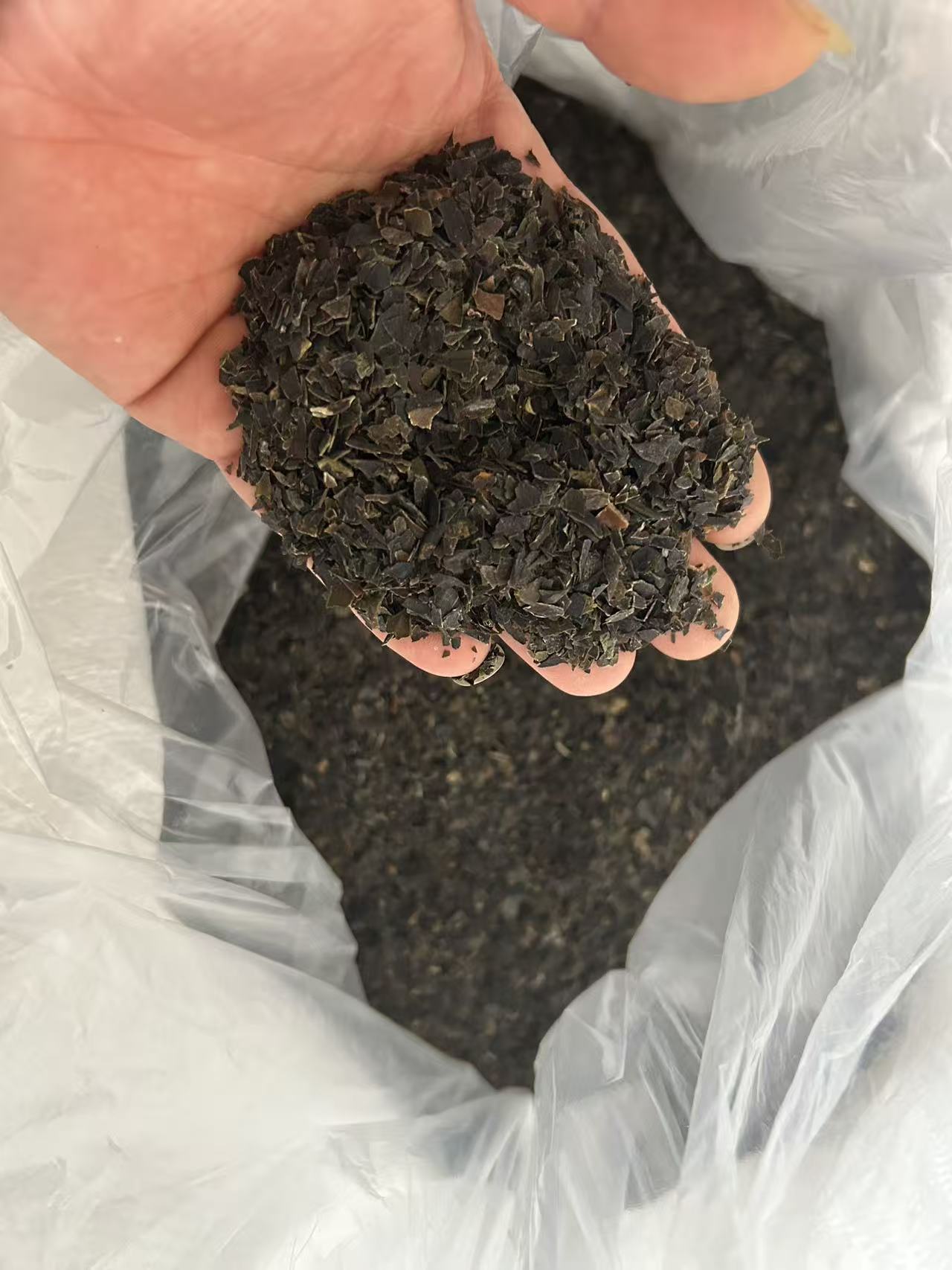 dried Kelp
